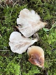 Hohenbuehelia angustata