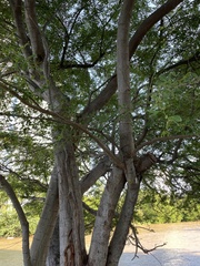 Pithecellobium dulce