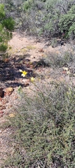 Moraea lewisiae