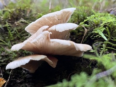 Hohenbuehelia angustata