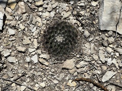 Mammillaria heyderi