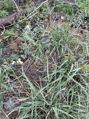 Bromus