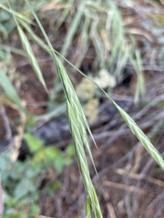 Bromus