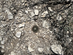 Mammillaria heyderi