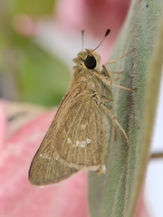 Borbo cinnara