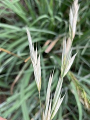 Bromus