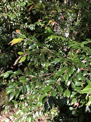 Uromyrtus australis