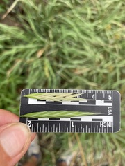 Bromus