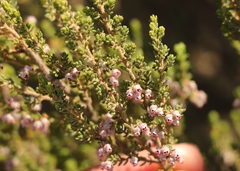 Erica hispidula