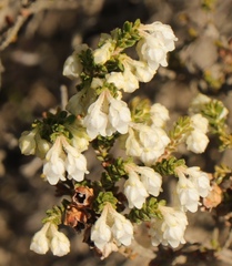 Erica fimbriata
