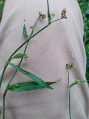 Commelineae