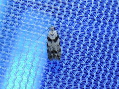 Pseudotelphusa palliderosacella