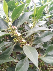 Myoporum laetum