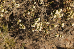 Erica fimbriata