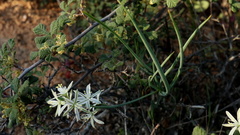 Albuca consanguinea