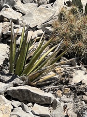 Agave lechuguilla