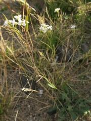 Arabidopsis arenosa