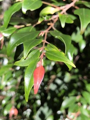 Uromyrtus australis