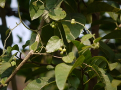 Cocculus hirsutus