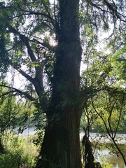 Taxodium mucronatum