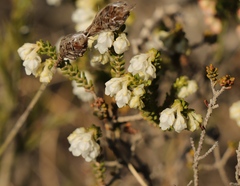 Erica fimbriata