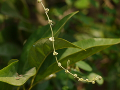 Cocculus hirsutus