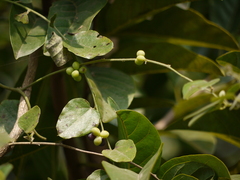 Cocculus hirsutus