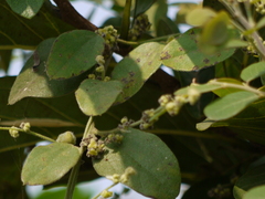 Cocculus hirsutus