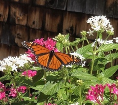 Danaus plexippus