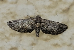 Chesiadodes polingi