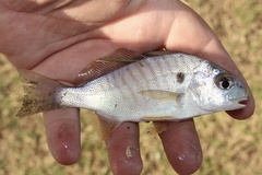 Leiostomus xanthurus