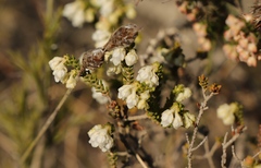 Erica fimbriata