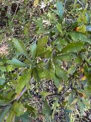 Crataegus spathulata