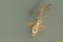 Cyprinus rubrofuscus