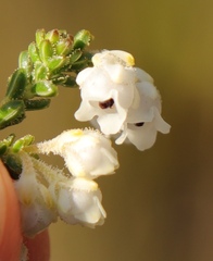 Erica fimbriata