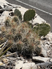 Echinocereus stramineus