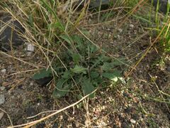 Arabidopsis arenosa
