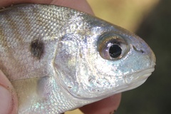 Leiostomus xanthurus