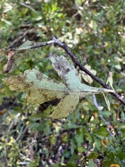 Crataegus spathulata