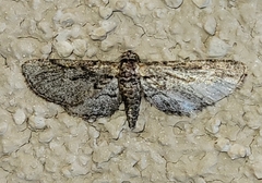 Chesiadodes polingi
