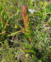Disa bracteata