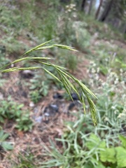 Bromus vulgaris