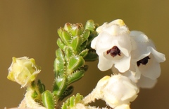 Erica fimbriata