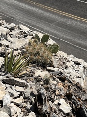 Echinocereus stramineus