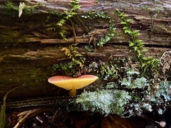 Tricholomopsis rutilans