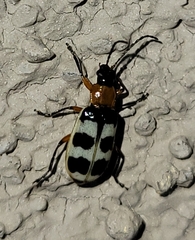 Paranapiacaba tricincta