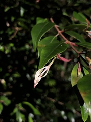 Uromyrtus australis