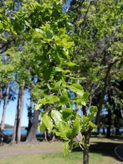 Nothofagus obliqua