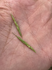 Bromus vulgaris