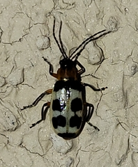 Paranapiacaba tricincta